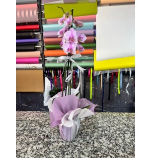 ÇİFT DAL PEMBE ORKİDE